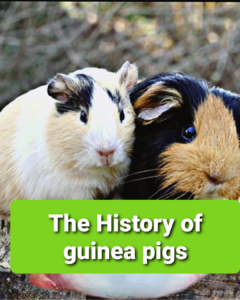 The History of Guinea Pigs