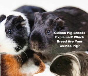 Guinea Pig Breeds Explained! Which Breed Are Your Guinea Pigs